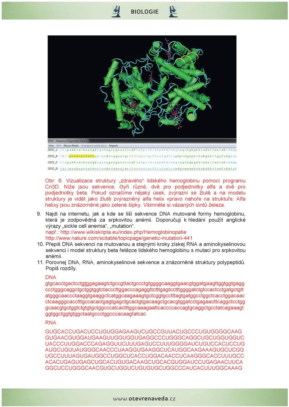 Všimněte si vázaných iontů železa. 9. Najdi na internetu, jak a kde se liší sekvence DNA mutované formy hemoglobinu, která je zodpovědná za srpkovitou anémii.