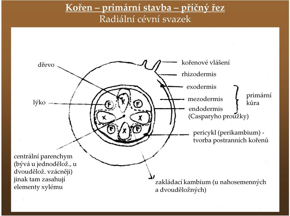 (perikambium) - tvorba postranních kořenů centrální parenchym (bývá u jednodělož.