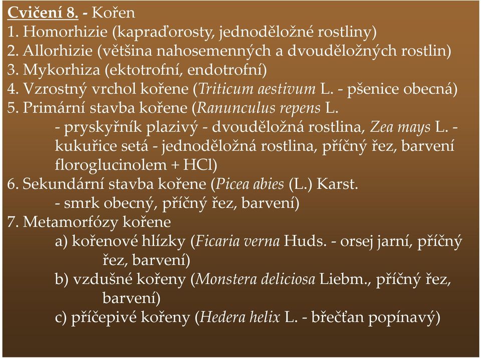 - kukuřice setá - jednoděložná rostlina, příčný řez, barvení floroglucinolem + HCl) 6. Sekundární stavba kořene (Picea abies (L.) Karst. - smrk obecný, příčný řez, barvení) 7.