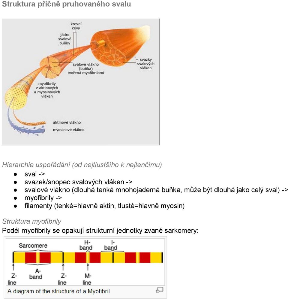 může být dlouhá jako celý sval) -> myofibrily -> filamenty (tenké=hlavně aktin,