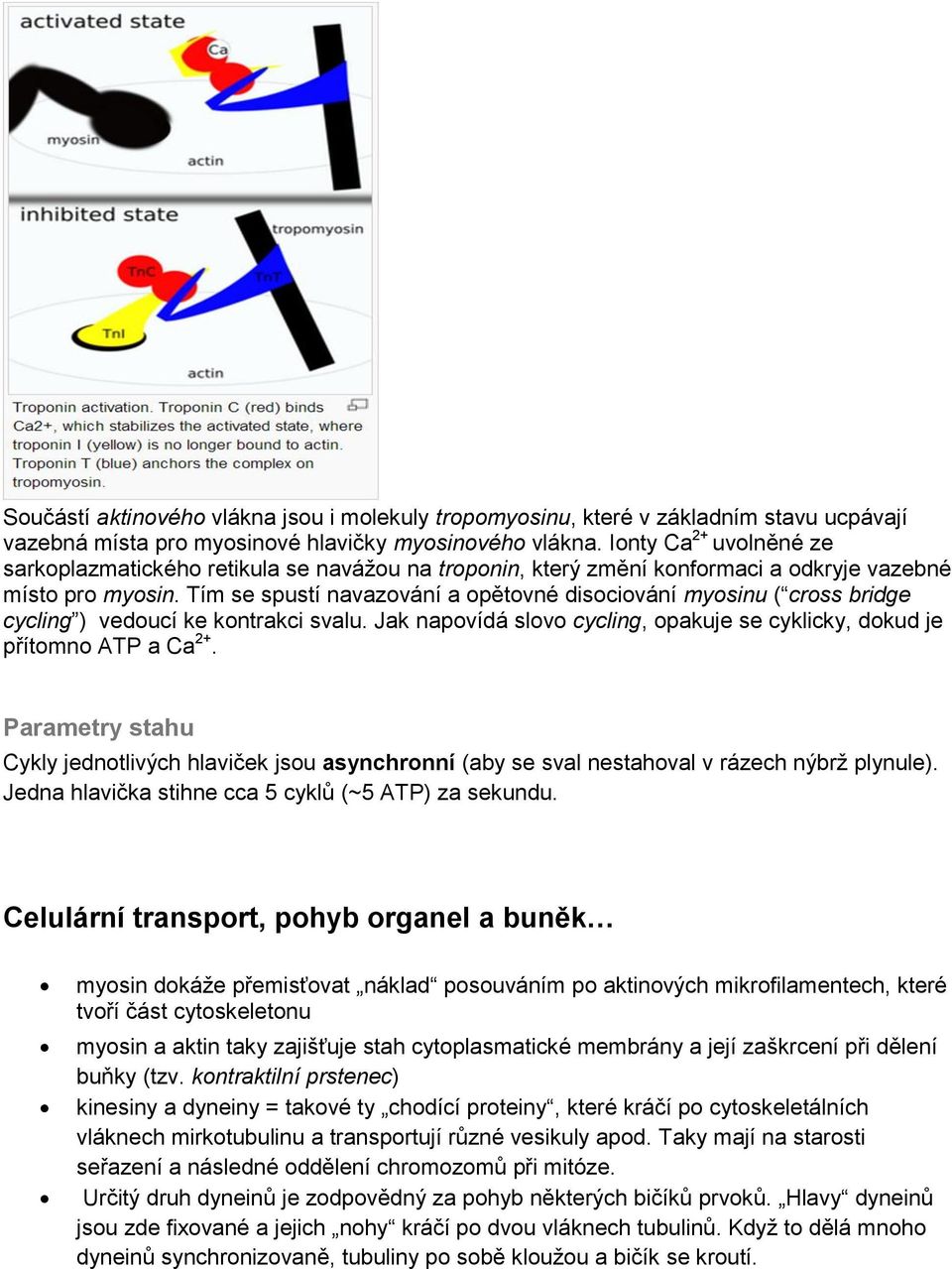 Tím se spustí navazování a opětovné disociování myosinu ( cross bridge cycling ) vedoucí ke kontrakci svalu. Jak napovídá slovo cycling, opakuje se cyklicky, dokud je přítomno ATP a Ca 2+.