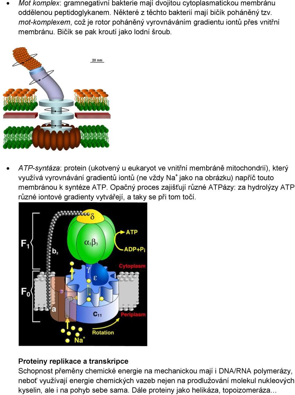 ATP-syntáza: protein (ukotvený u eukaryot ve vnitřní membráně mitochondrií), který využívá vyrovnávání gradientů iontů (ne vždy Na + jako na obrázku) napříč touto membránou k syntéze ATP.
