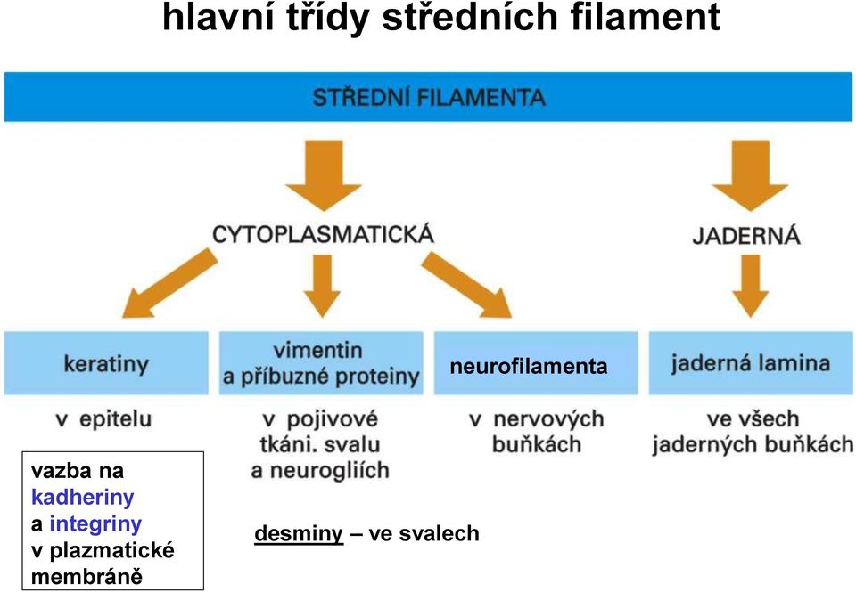 na kadheriny a integriny v