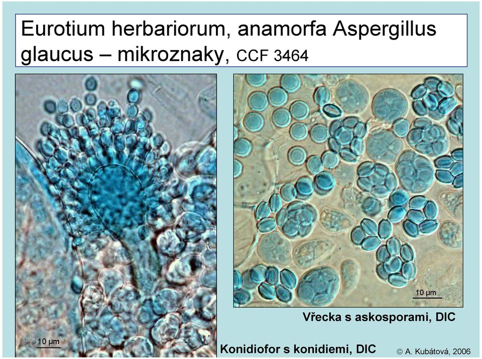 Aspergillus glaucus mikroznaky,