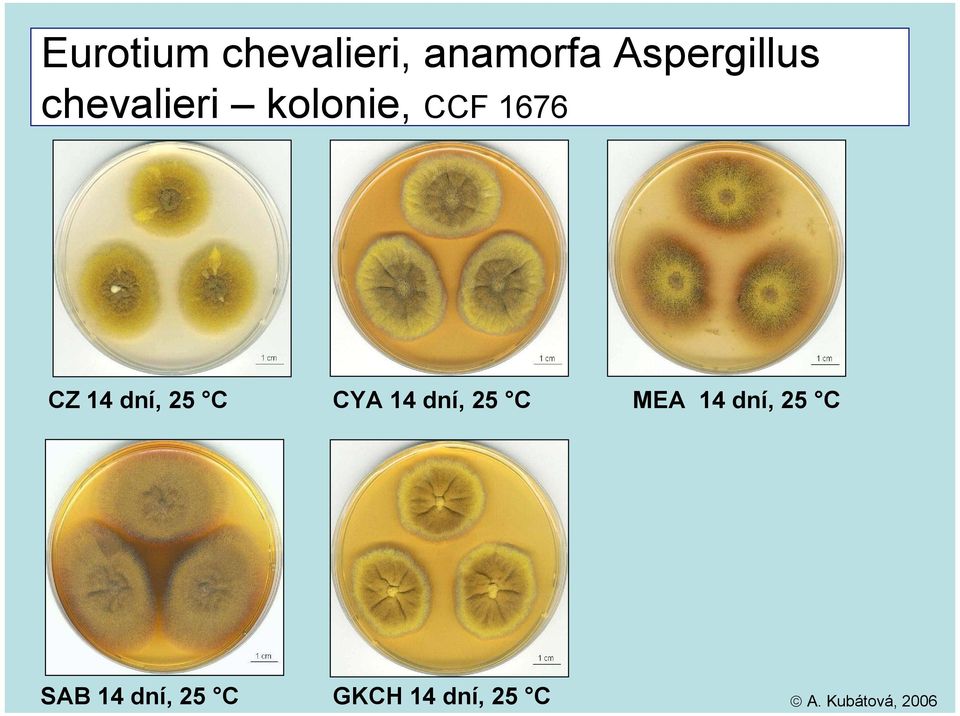 Aspergillus chevalieri kolonie, CCF