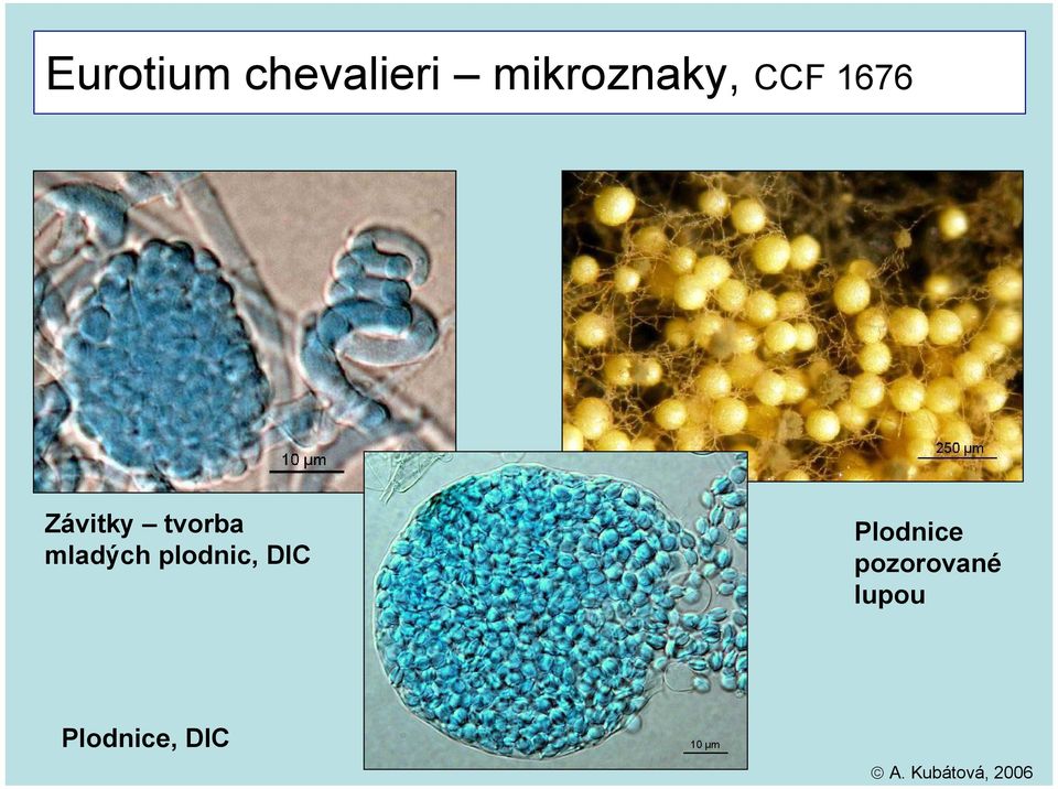 tvorba mladých plodnic, DIC