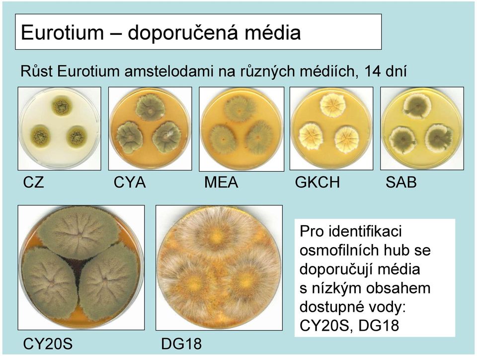 CY20S DG18 Pro identifikaci osmofilních hub se