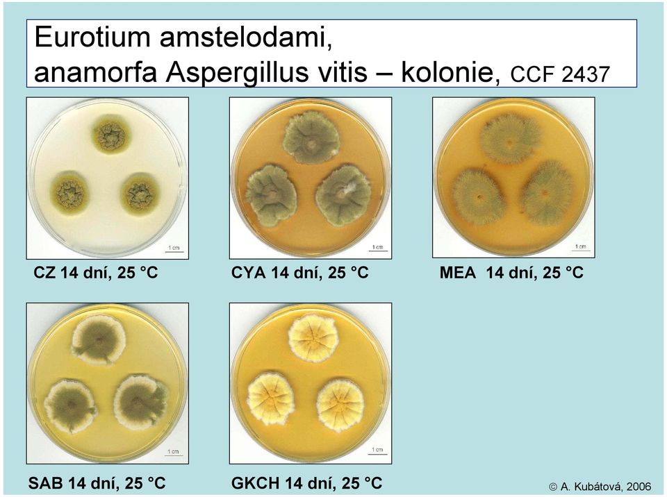 Aspergillus vitis kolonie, CCF 2437