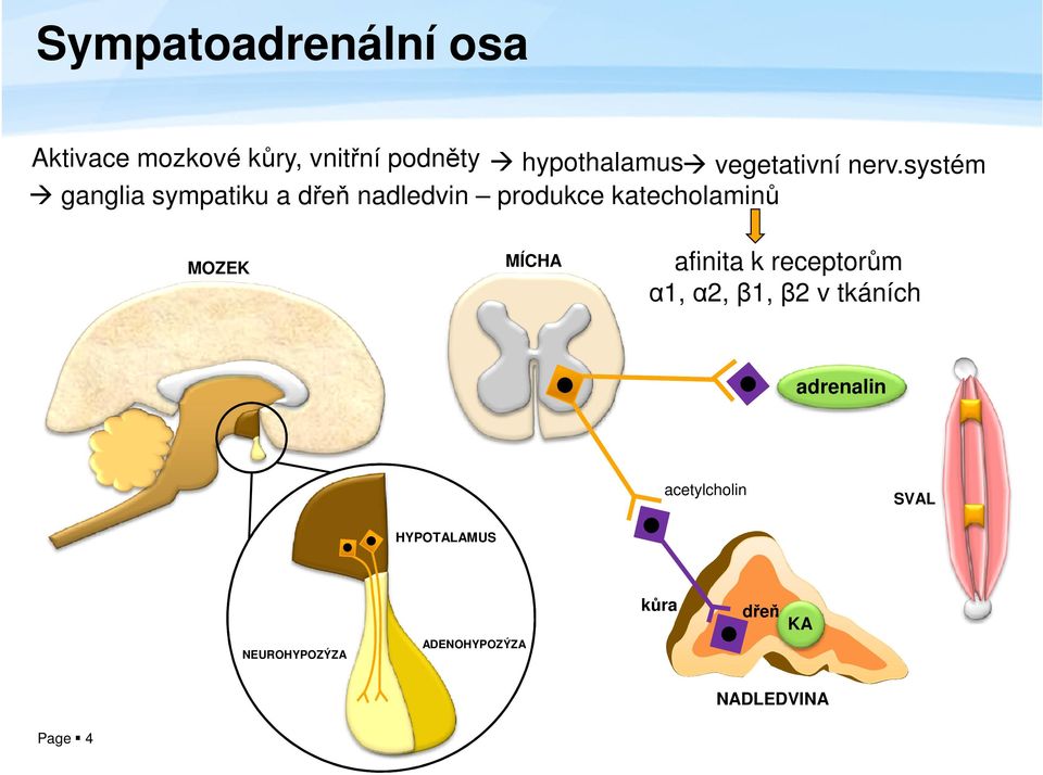 systém ganglia sympatiku a dřeň nadledvin produkce katecholaminů MOZEK MÍCHA