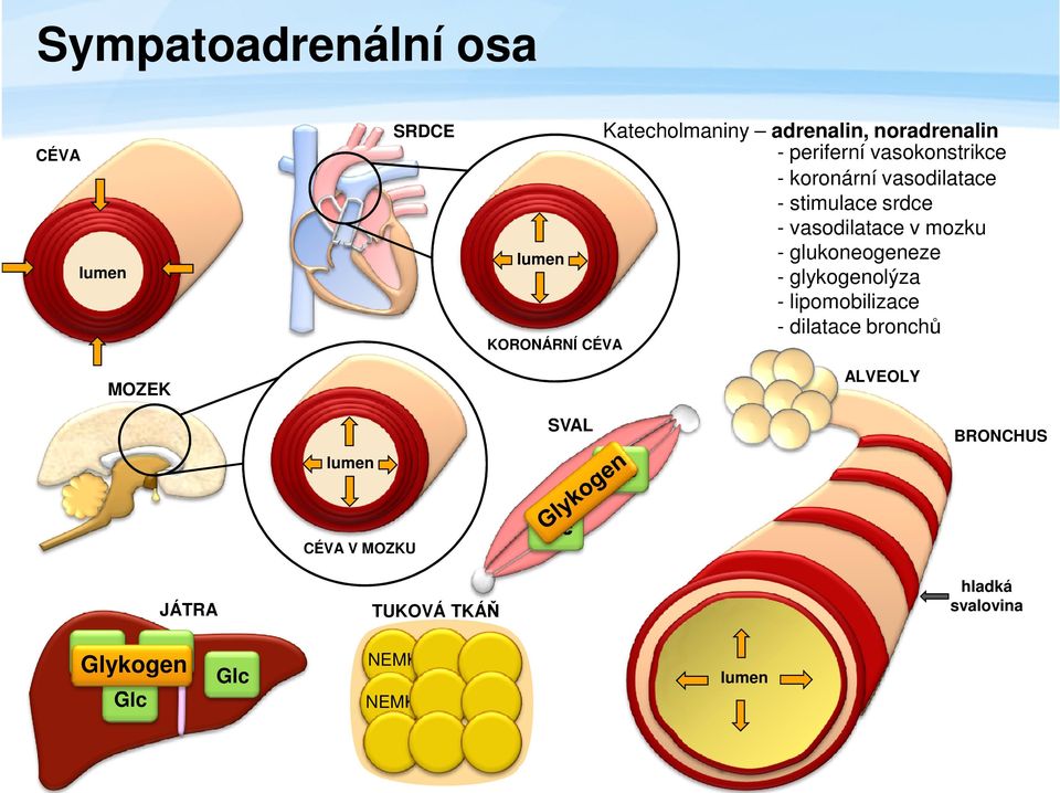 glukoneogeneze - glykogenolýza - lipomobilizace - dilatace bronchů KORONÁRNÍ CÉVA ALVEOLY