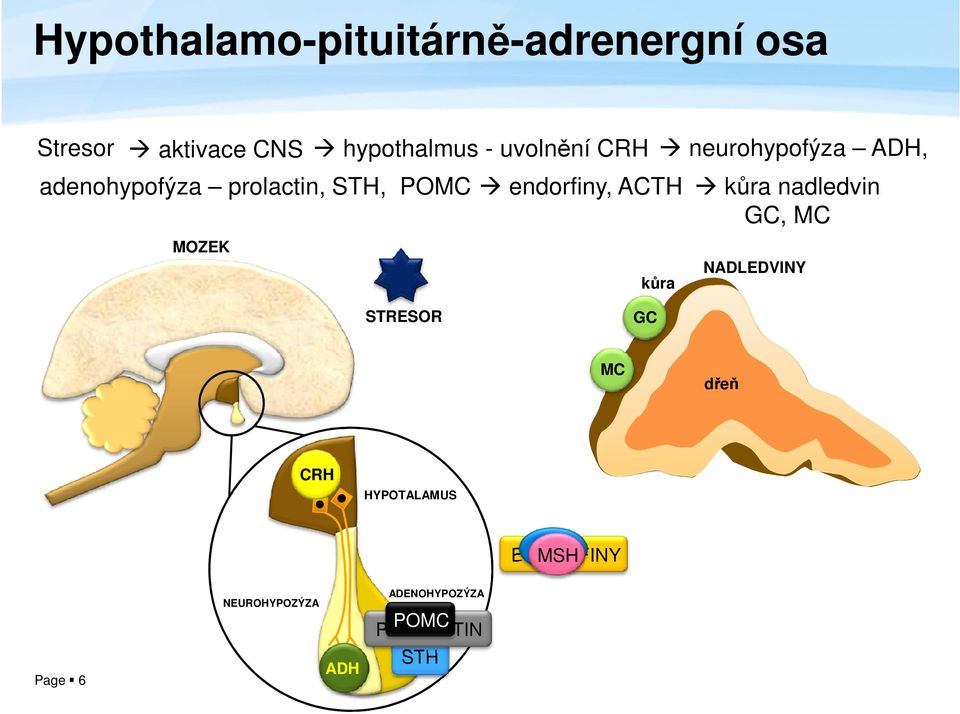 endorfiny, ACTH kůra nadledvin GC, MC kůra NADLEDVINY STRESOR GC MC dřeň CRH