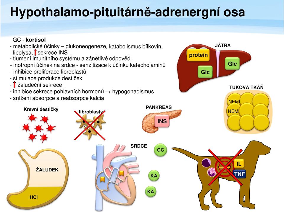 fibroblastů - stimulace produkce destiček - žaludeční sekrece - inhibice sekrece pohlavních hormonů hypogonadismus - snížení absorpce a