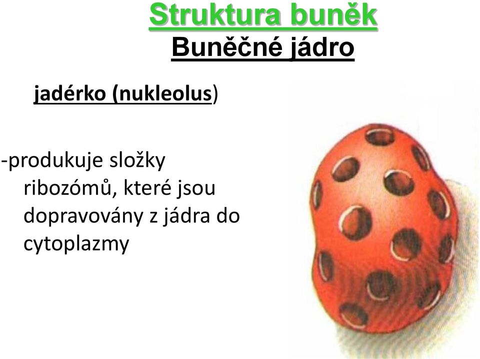 složky ribozómů, které jsou