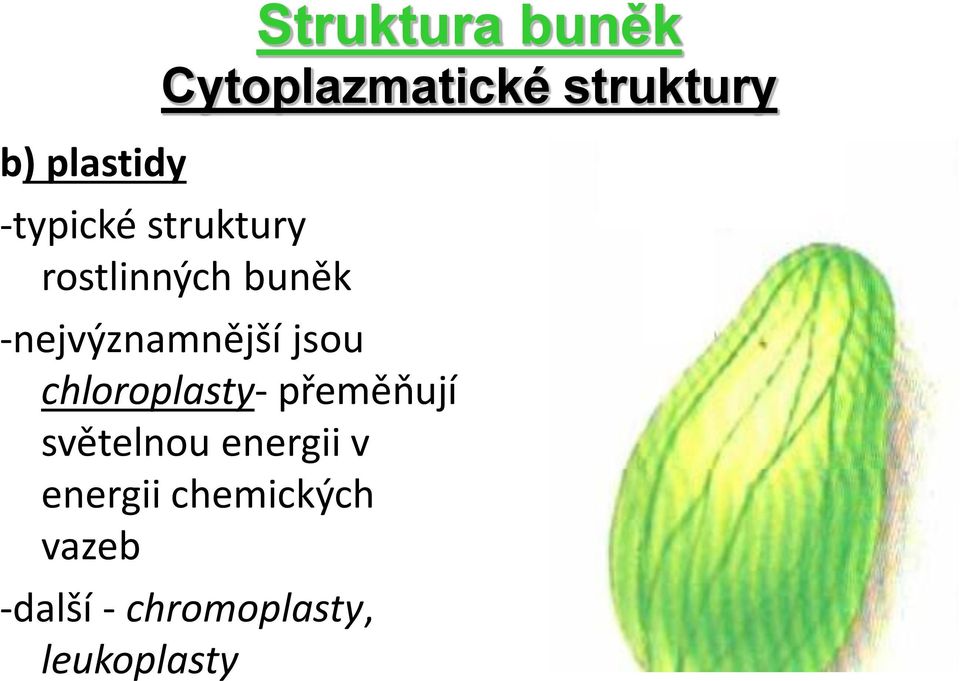 jsou chloroplasty- přeměňují světelnou energii v