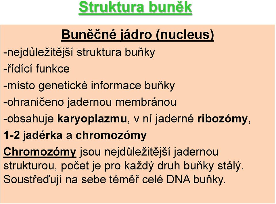 ní jaderné ribozómy, 1-2 jadérka a chromozómy Chromozómy jsou nejdůležitější