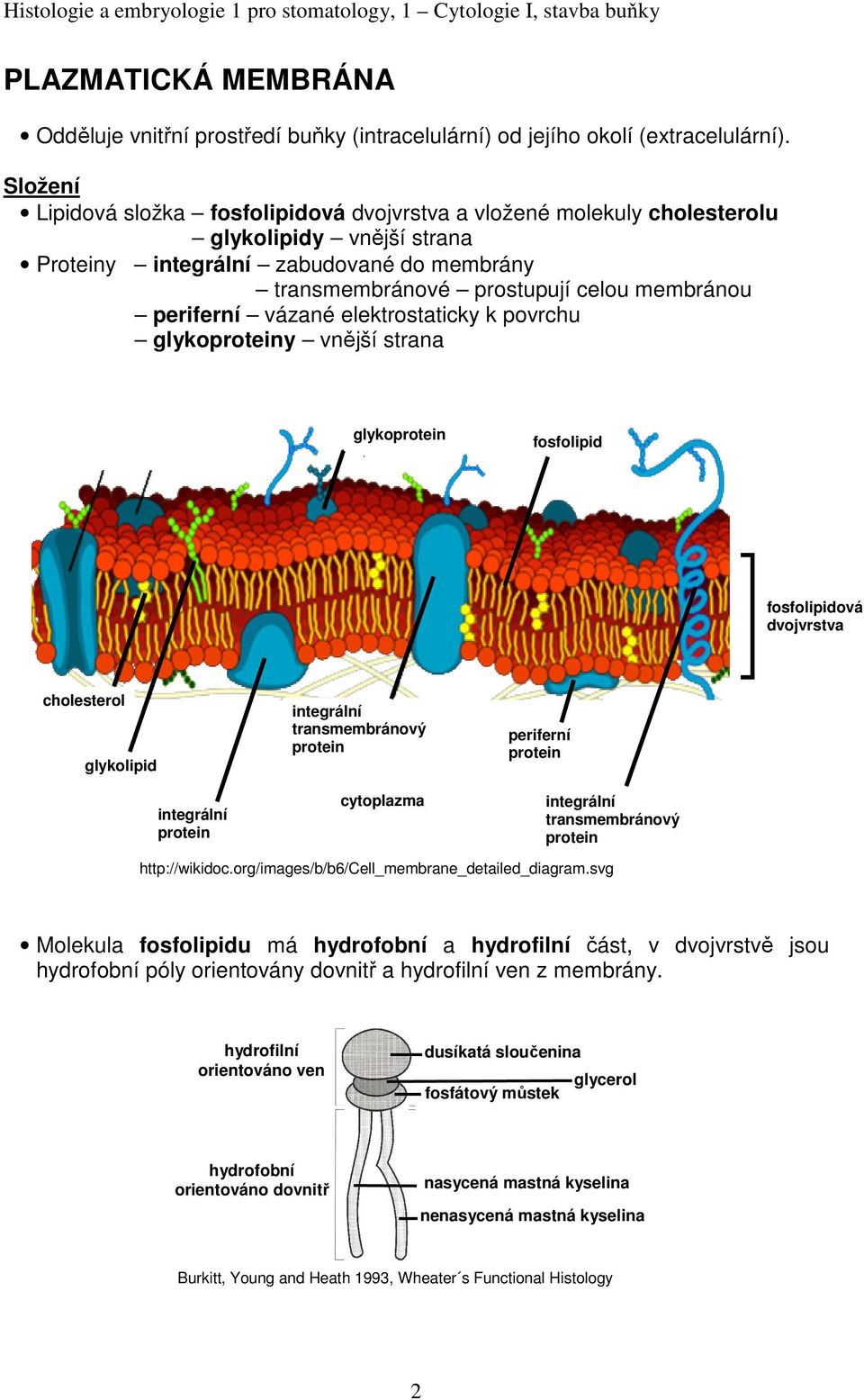 periferní vázané elektrostaticky k povrchu glykoproteiny vnější strana glykoprotein fosfolipid fosfolipidová dvojvrstva cholesterol glykolipid integrální protein integrální transmembránový protein