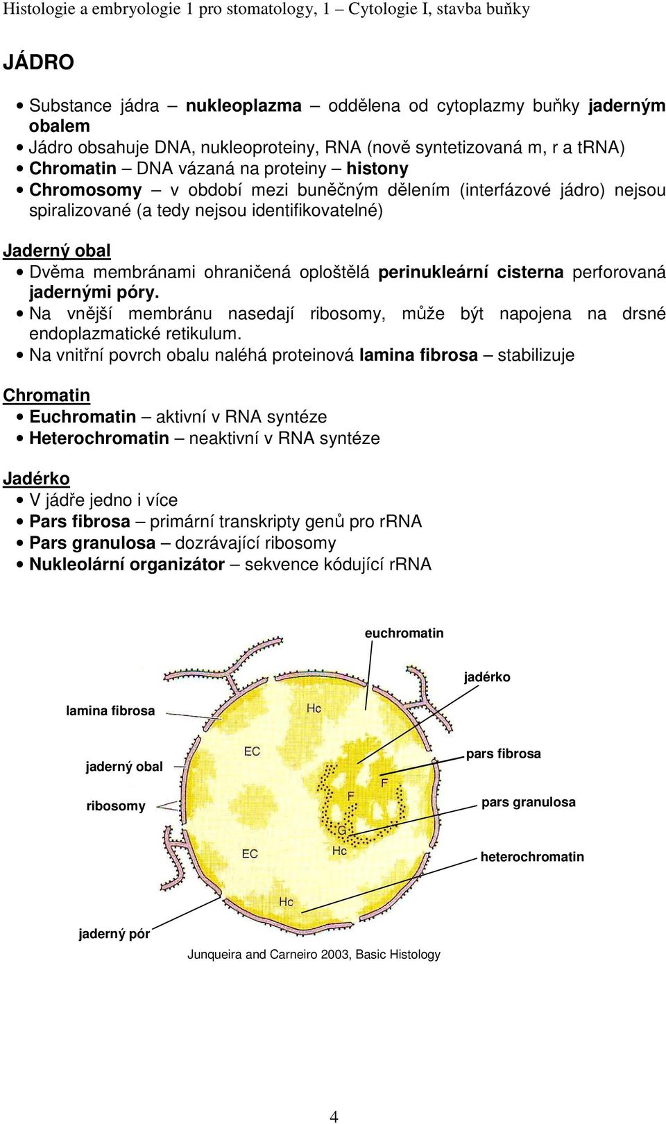 perforovaná jadernými póry. Na vnější membránu nasedají ribosomy, může být napojena na drsné endoplazmatické retikulum.
