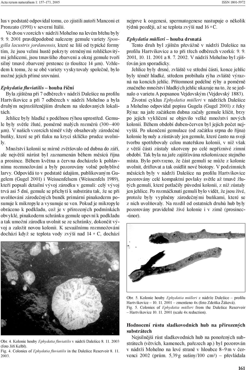 okraj gemule tvoří silný tmavě zbarvený prstenec (o tlouštce 14 µm). Vzhledem k tomu, že se obě variety vyskytovaly společně, bylo možné jejich přímé srovnání.