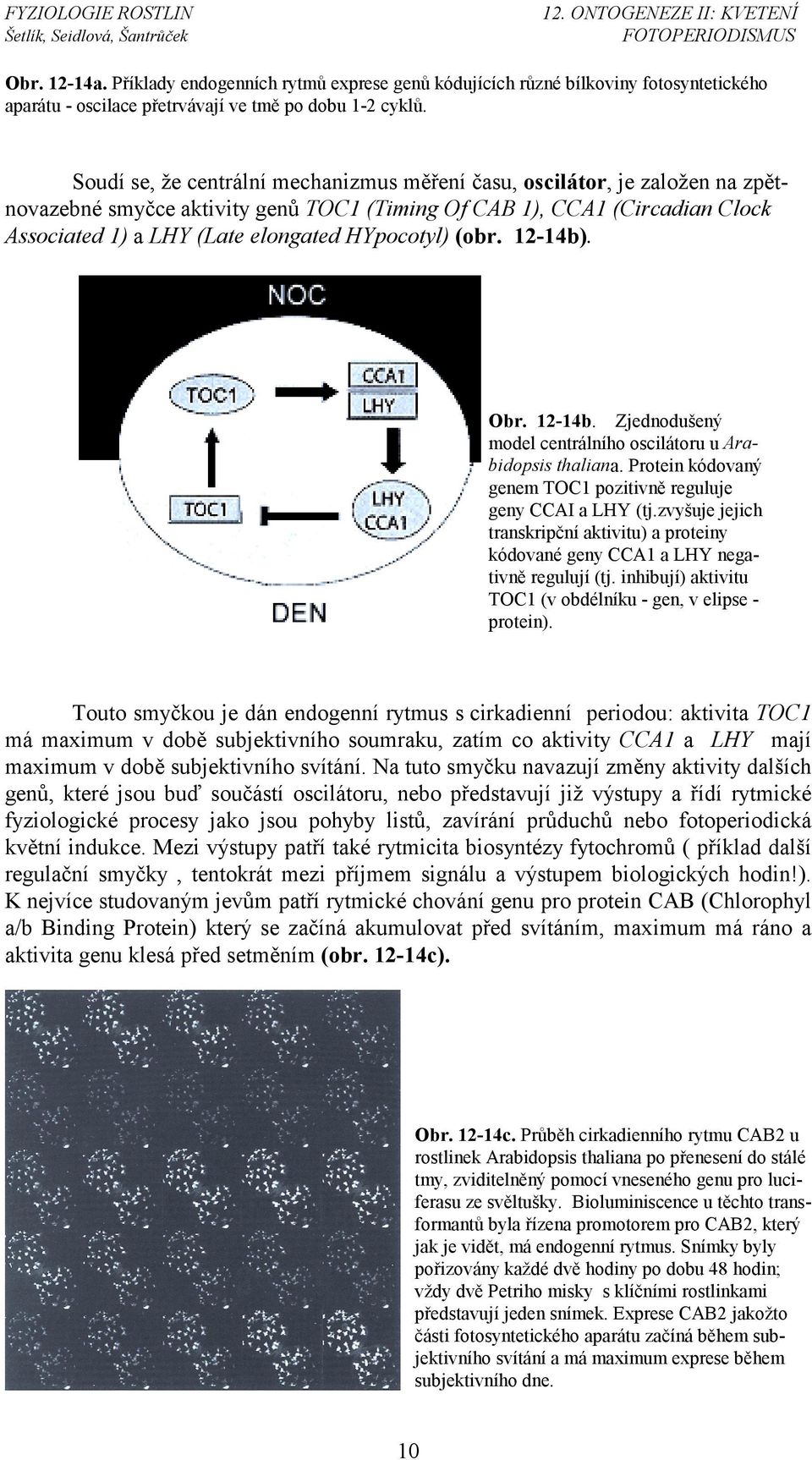 HYpocotyl) (obr. 12-14b). Obr. 12-14b. Zjednodušený model centrálního oscilátoru u Arabidopsis thaliana. Protein kódovaný genem TOC1 pozitivně reguluje geny CCAI a LHY (tj.