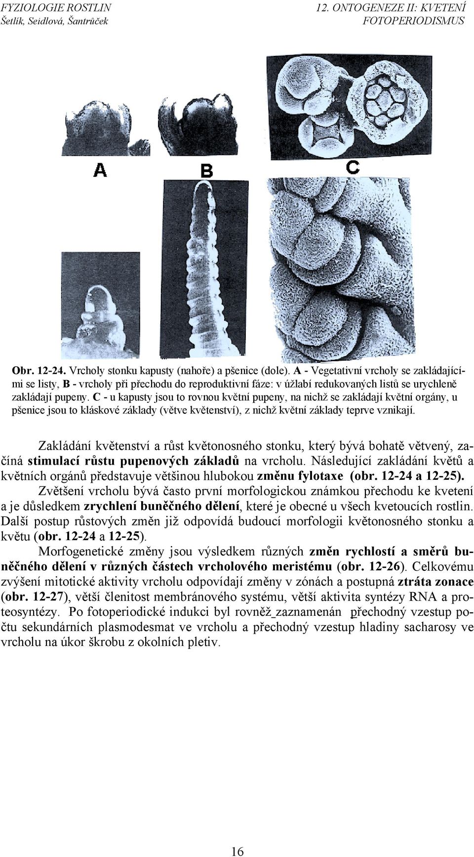 C - u kapusty jsou to rovnou květní pupeny, na nichž se zakládají květní orgány, u pšenice jsou to kláskové základy (větve květenství), z nichž květní základy teprve vznikají.