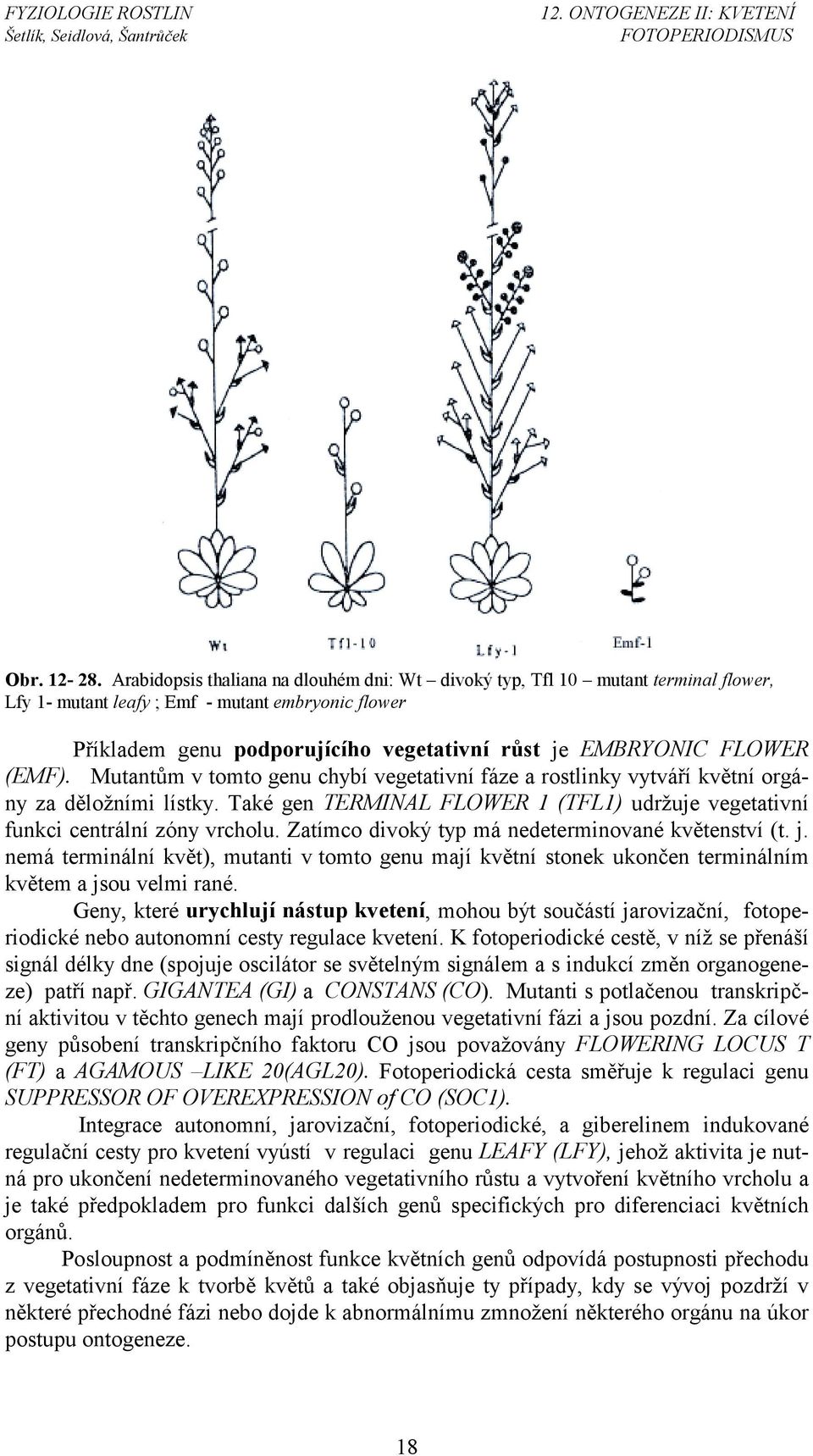 FLOWER (EMF). Mutantům v tomto genu chybí vegetativní fáze a rostlinky vytváří květní orgány za děložními lístky. Také gen TERMINAL FLOWER 1 (TFL1) udržuje vegetativní funkci centrální zóny vrcholu.