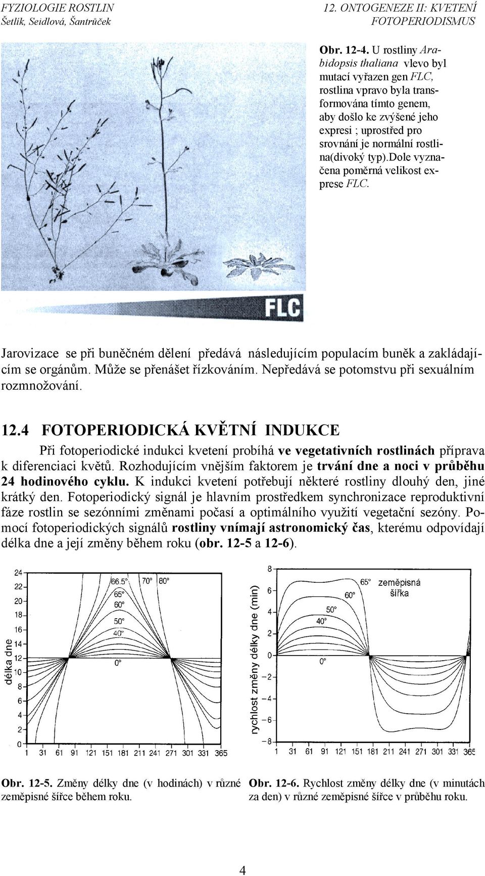 rostlina(divoký typ).dole vyznačena poměrná velikost exprese FLC. Jarovizace se při buněčném dělení předává následujícím populacím buněk a zakládajícím se orgánům. Může se přenášet řízkováním.
