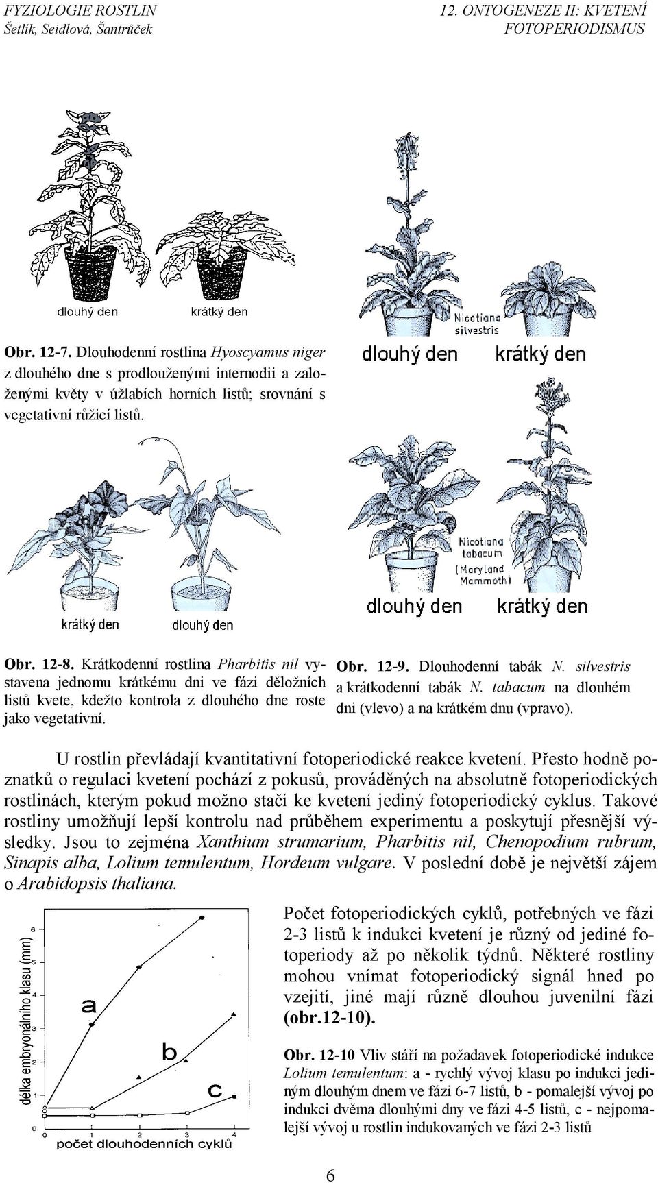 silvestris a krátkodenní tabák N. tabacum na dlouhém dni (vlevo) a na krátkém dnu (vpravo). U rostlin převládají kvantitativní fotoperiodické reakce kvetení.