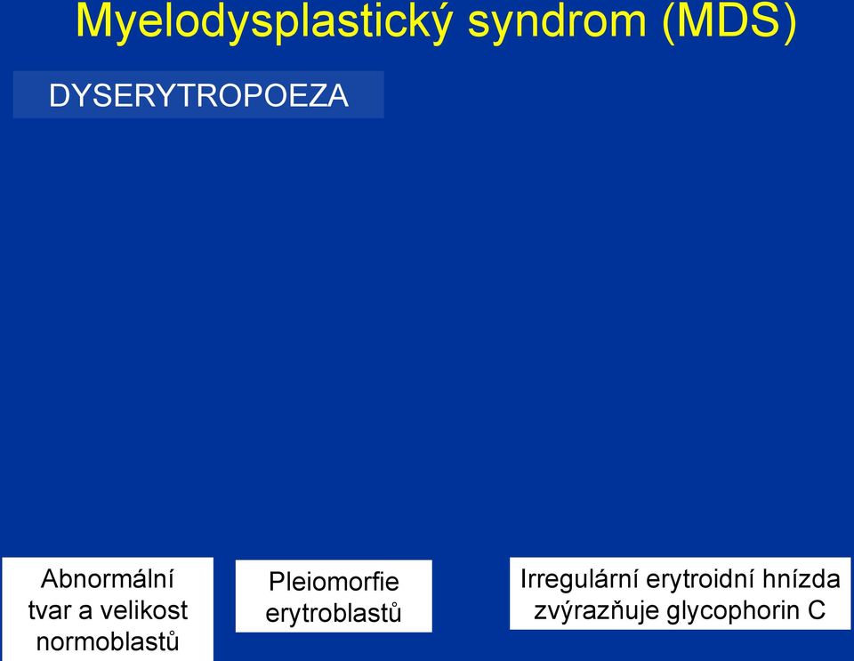 normoblastů Pleiomorfie erytroblastů