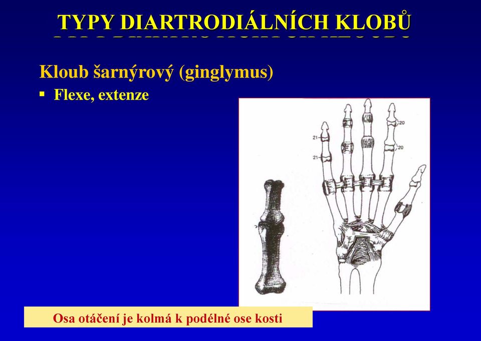 šarnýrový (ginglymus) Flexe,