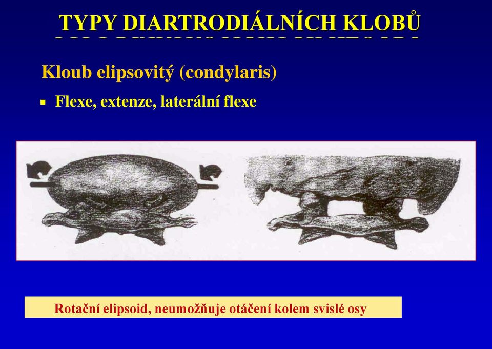 Flexe, extenze, laterální flexe Rotační