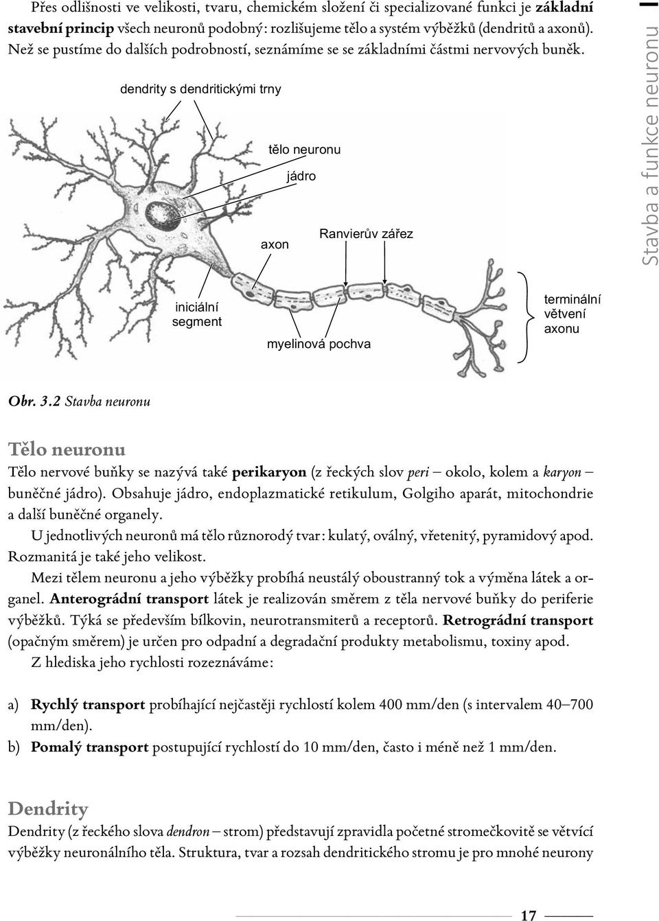 dendrity s dendritickými trny tělo neuronu axon jádro Ranvierův zářez Stavba a funkce neuronu iniciální segment myelinová pochva terminální větvení axonu Obr. 3.