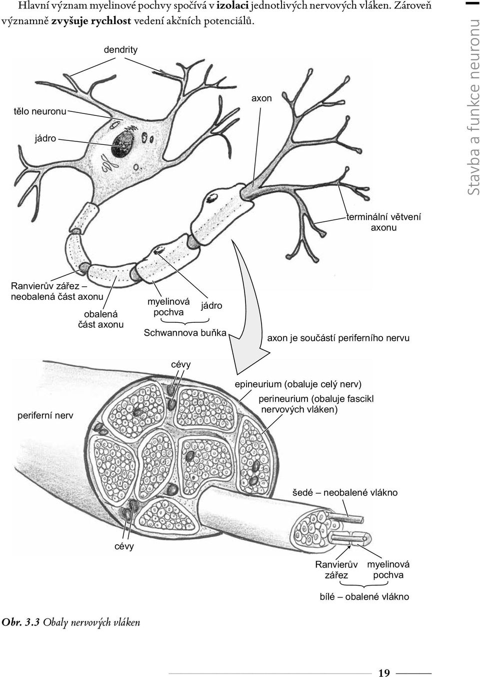 myelinová pochva jádro Schwannova buňka axon je součástí periferního nervu periferní nerv cévy epineurium (obaluje celý nerv) perineurium