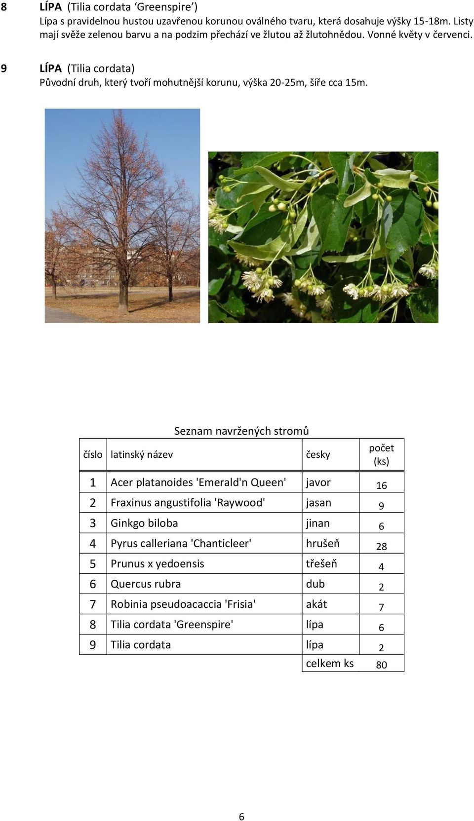 9 LÍPA (Tilia cordata) Původní druh, který tvoří mohutnější korunu, výška 0-m, šíře cca m.