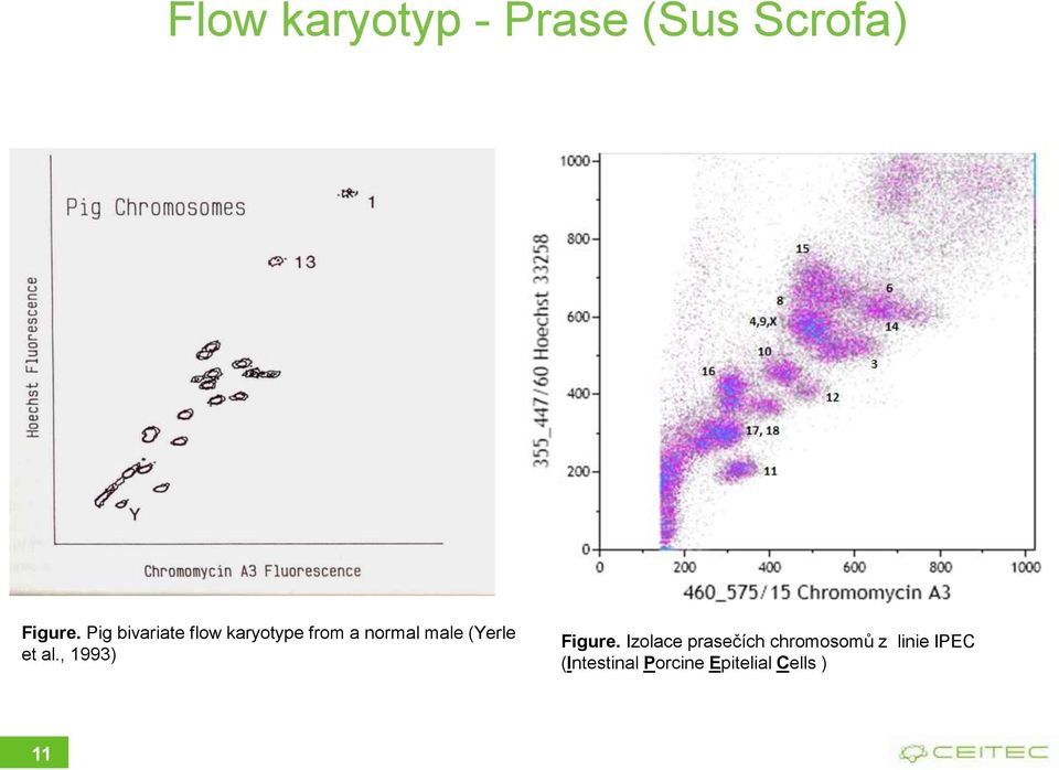 (Yerle et al., 1993) Figure.