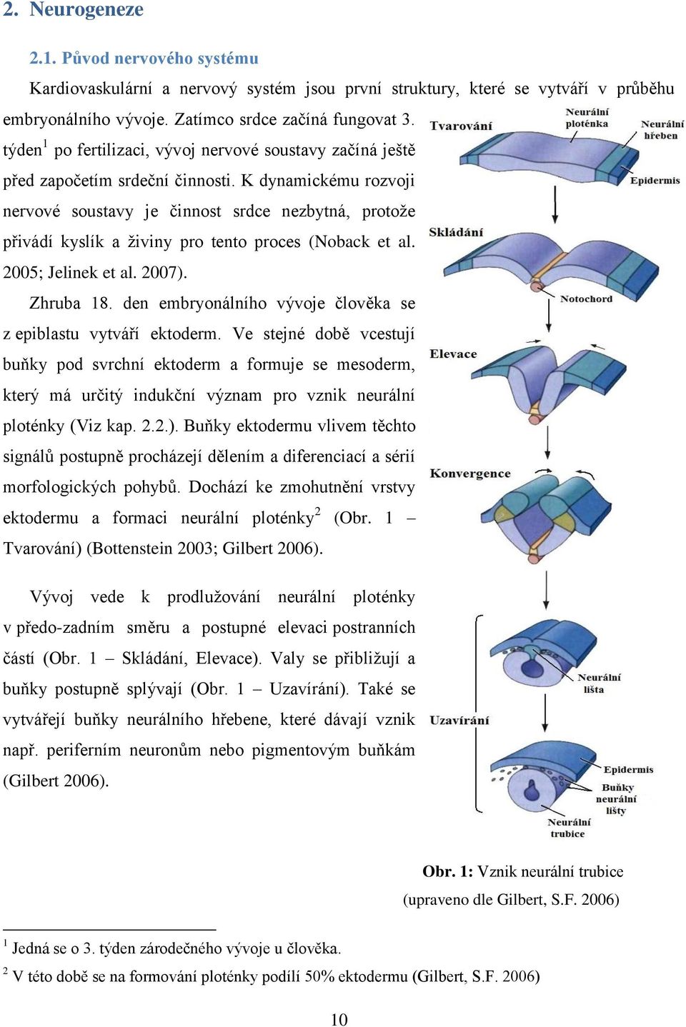 K dynamickému rozvoji nervové soustavy je činnost srdce nezbytná, protože přivádí kyslík a živiny pro tento proces (Noback et al. 2005; Jelinek et al. 2007). Zhruba 18.