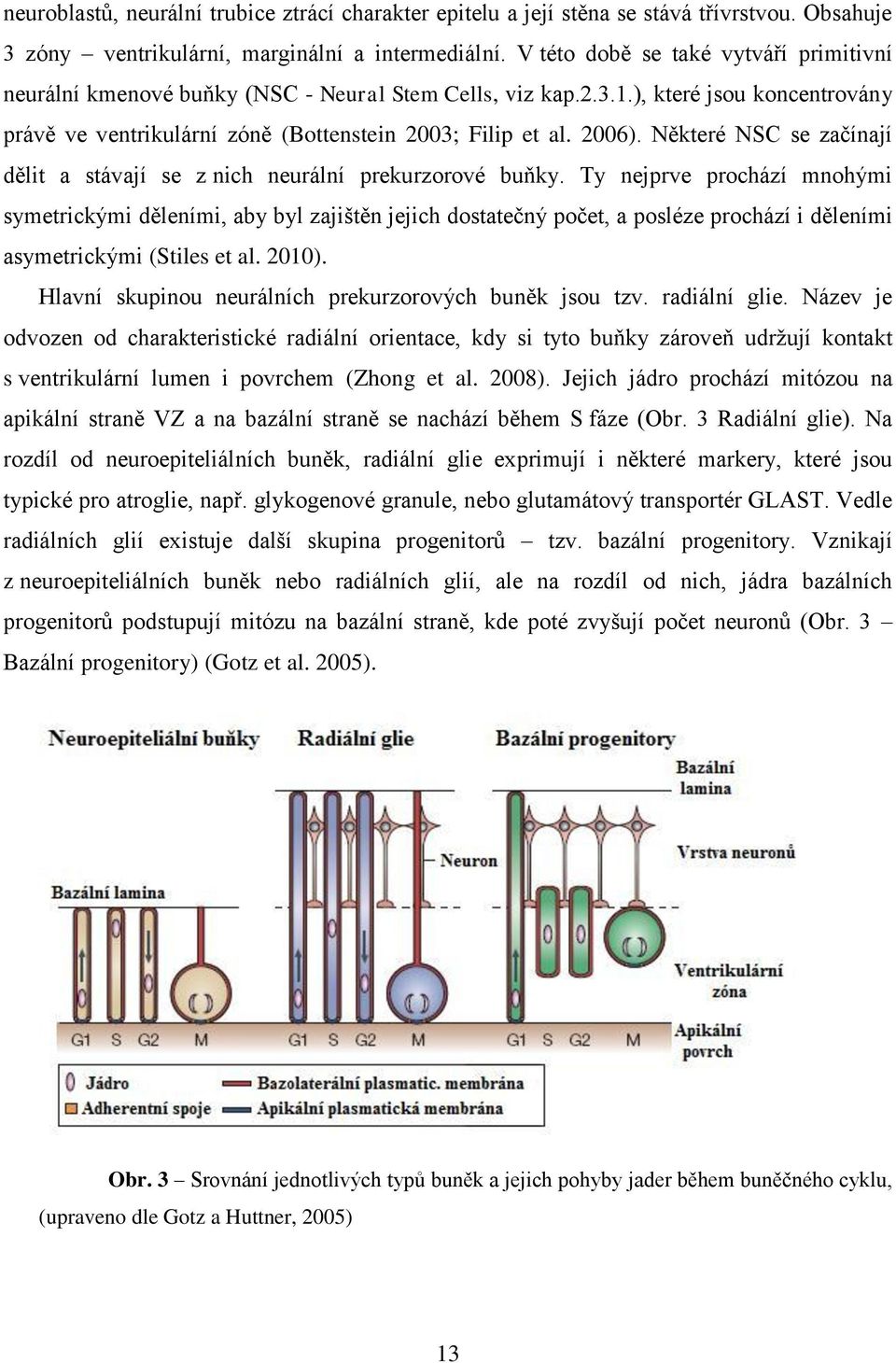 Některé NSC se začínají dělit a stávají se z nich neurální prekurzorové buňky.