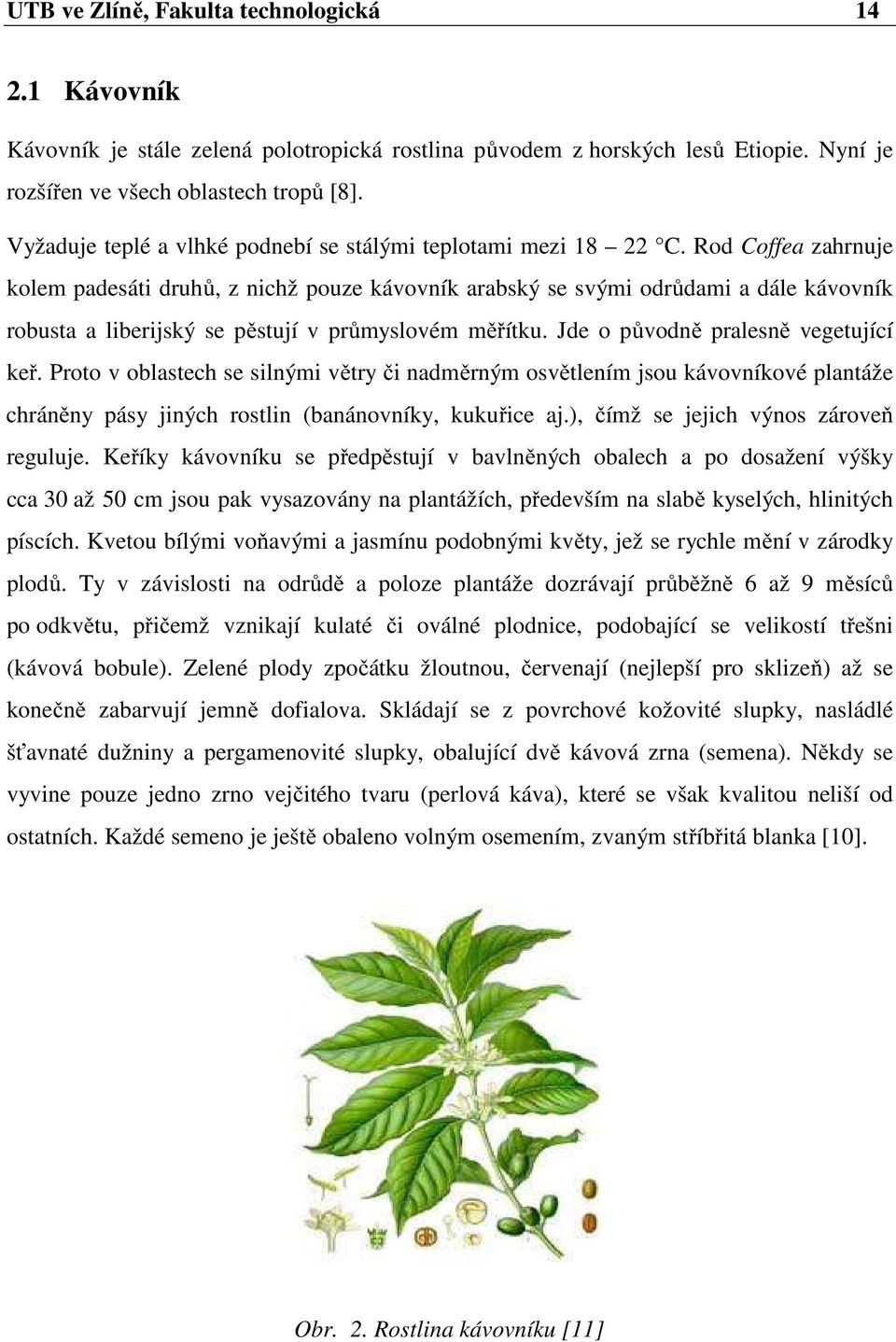 Rod Coffea zahrnuje kolem padesáti druhů, z nichž pouze kávovník arabský se svými odrůdami a dále kávovník robusta a liberijský se pěstují v průmyslovém měřítku. Jde o původně pralesně vegetující keř.