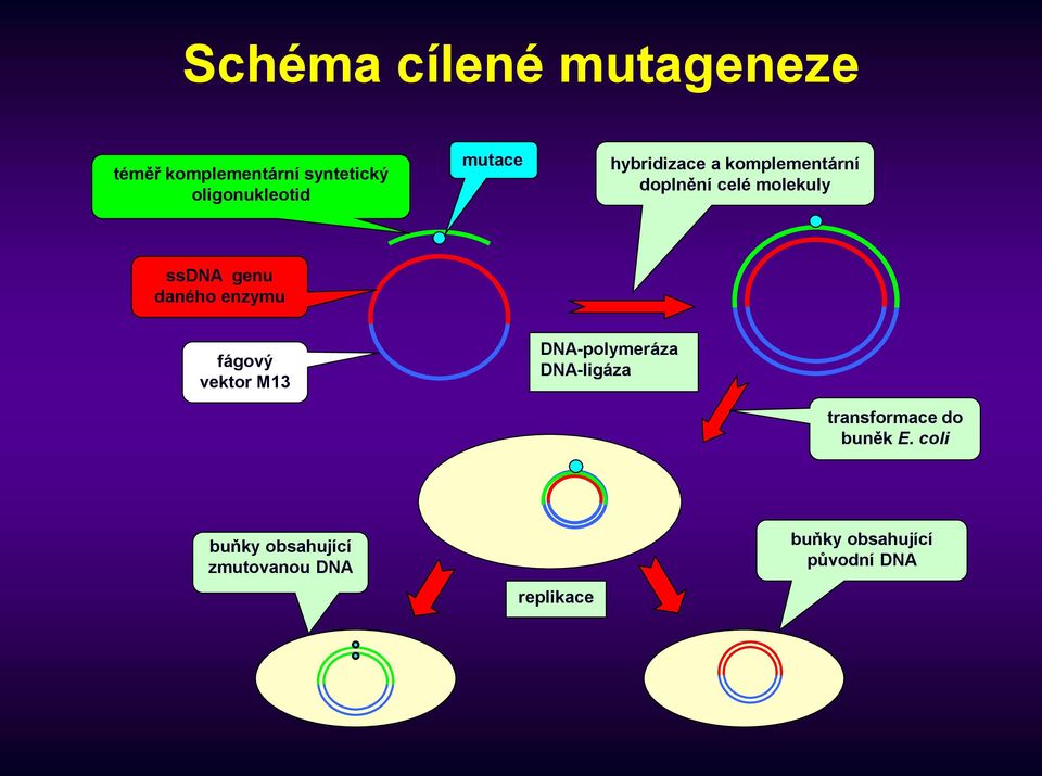 daného enzymu fágový vektor M13 DNA-polymeráza DNA-ligáza transformace do