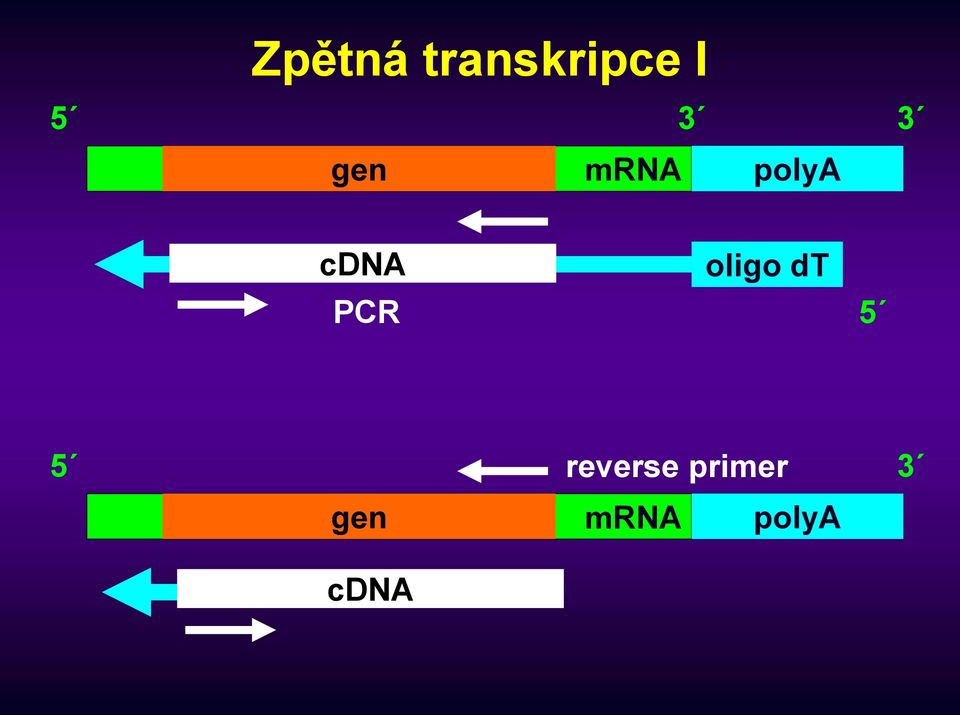PCR oligo dt 5 5 reverse