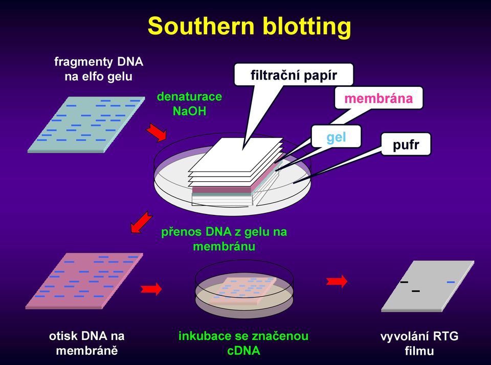 pufr přenos DNA z gelu na membránu otisk DNA na