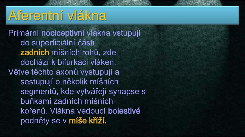 Větve těchto axonů vystupují a sestupují o několik míšních segmentů, kde