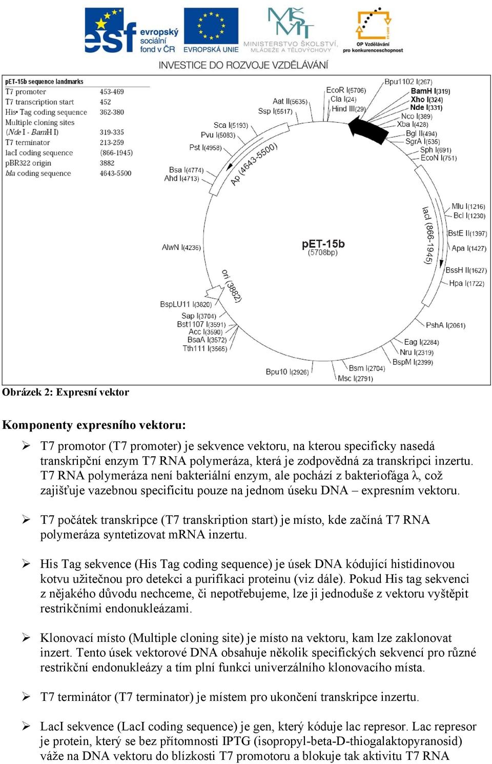 T7 počátek transkripce (T7 transkription start) je místo, kde začíná T7 RNA polymeráza syntetizovat mrna inzertu.