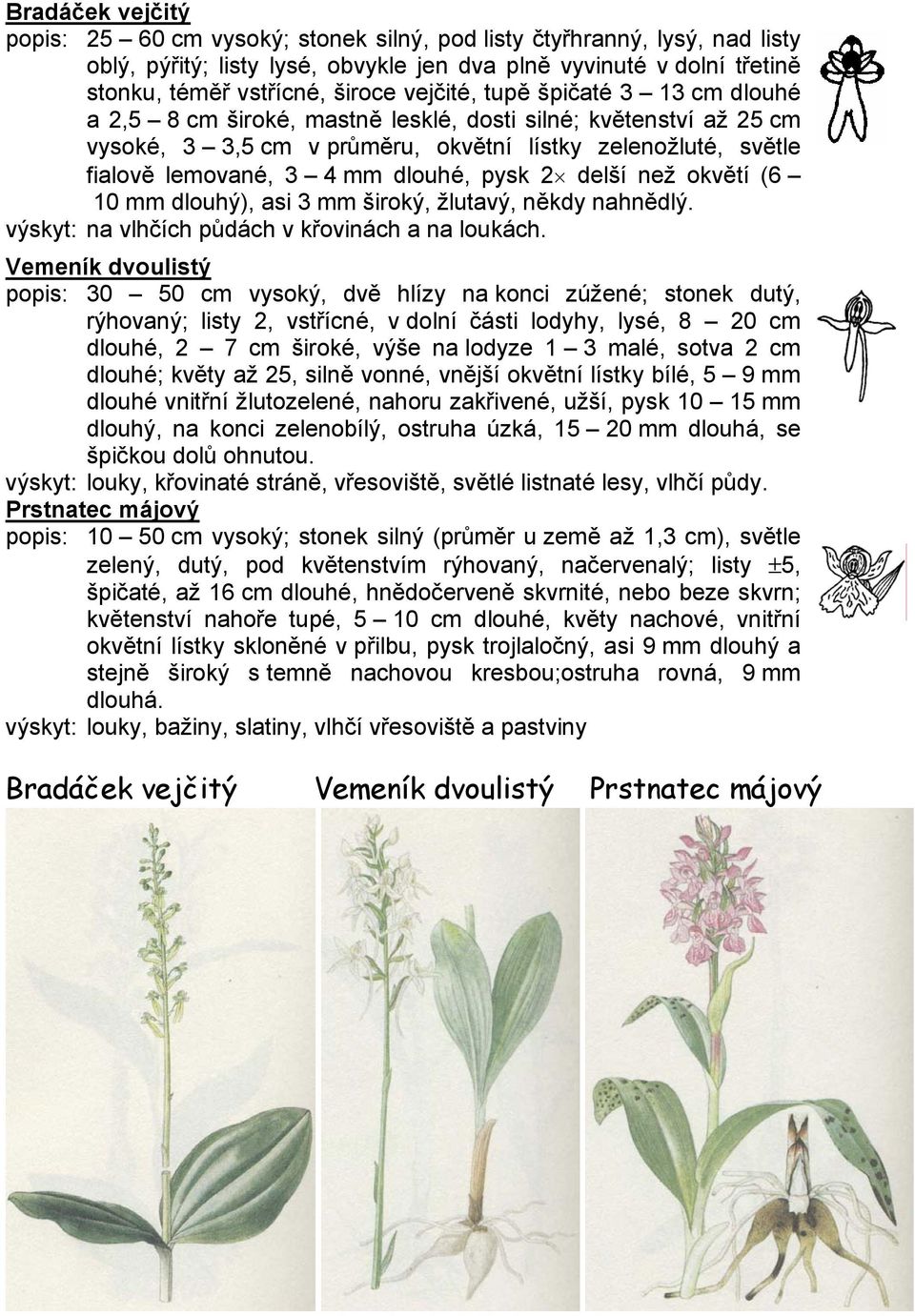 pysk 2 delší než okvětí (6 10 mm dlouhý), asi 3 mm široký, žlutavý, někdy nahnědlý. výskyt: na vlhčích půdách v křovinách a na loukách.