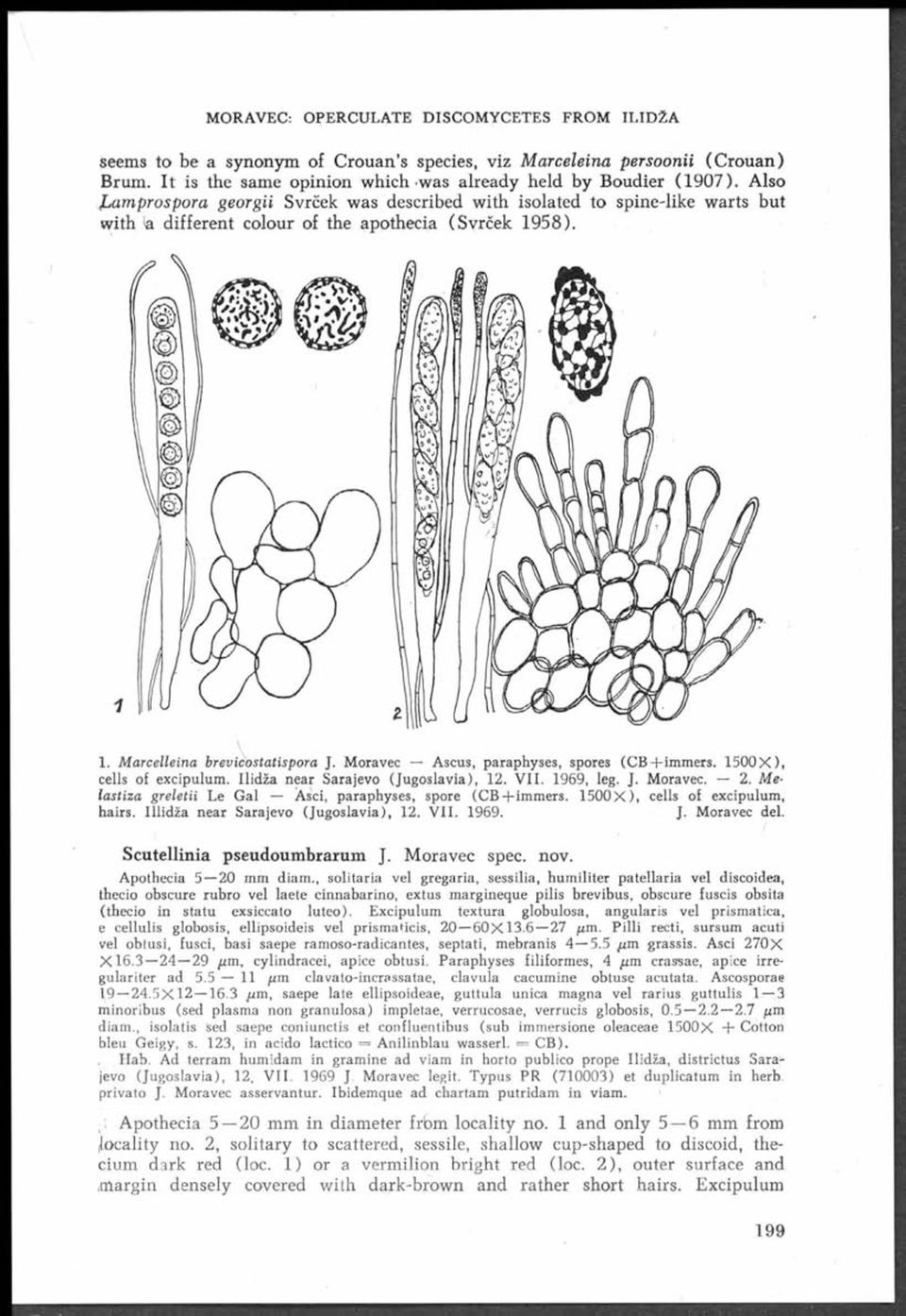 Moravec Ascus, paraphyses, spores (CB+immers. 1500X ), cells of excipulum. Ilidža near Sarajevo (Jugoslavia), 12. VII. 1969, leg. J. Moravec. 2.