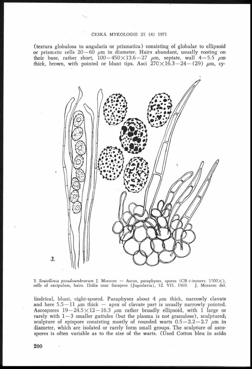 Scutellinia pseudoumbrarum J. Moravec Ascus, paraphyses, spores (CB+im m ers. 1500X ), cells o excipulum, hairs. Ilidža near Sarajevo (Jugoslavia), 12. VII. 1969. J. Moravec del.