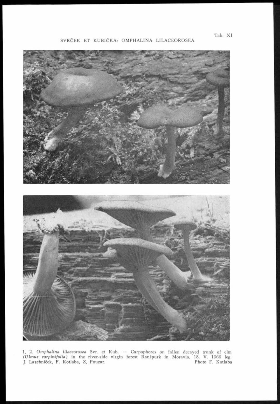 *> i^ ii im H W ;^ ^. r~ ^ s s i 1, 2. Omphalina lilaceorosea Svr. et Kub.