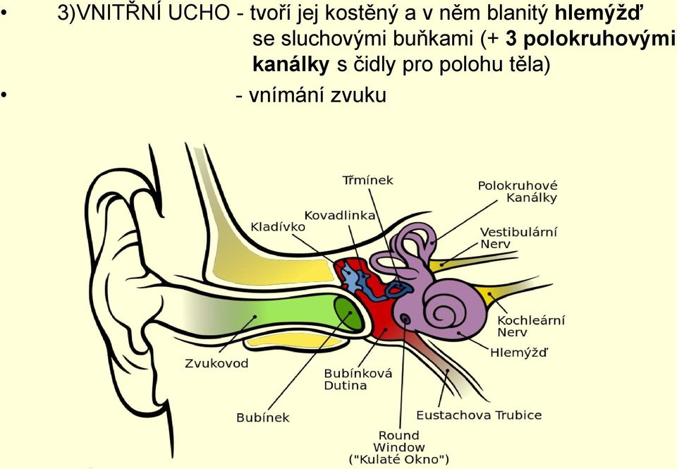 buňkami (+ 3 polokruhovými kanálky s