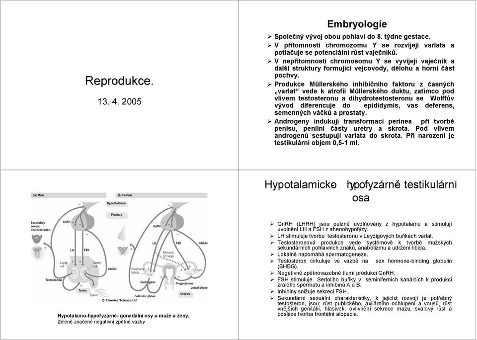 Produkce Müllerského inhibičního faktoru z časných varlat vede k atrofii Müllerského duktu, zatímco pod vlivem testosteronu a dihydrotestosteronu se Wolffův vývod diferencuje do epididymis, vas