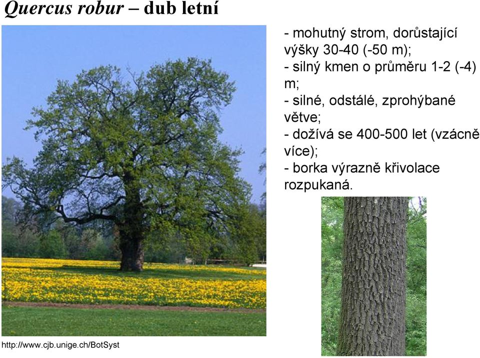 odstálé, zprohýbané větve; - dožívá se 400-500 let (vzácně