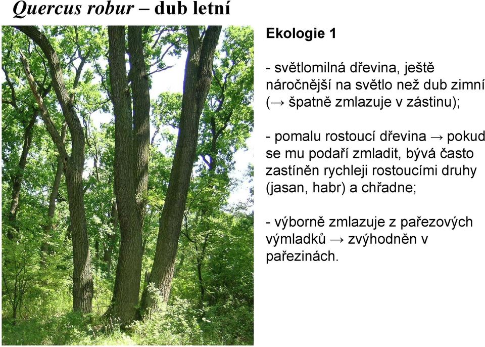 pokud se mu podaří zmladit, bývá často zastíněn rychleji rostoucími druhy